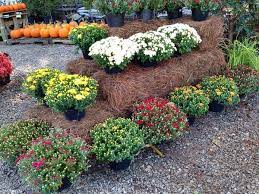 Check spelling or type a new query. Where To Buy And Plant Mums Their Cost And How To Care For Them
