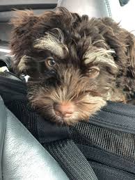 Road Trip In 2020 Havanese Puppies Havanese Dogs Havanese