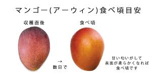 4:54 kindai university 39 960 просмотров. æ²–ç¸„ ãƒžãƒ³ã‚´ãƒ¼ ç¾Žå'³ã—ã„ é£Ÿã¹é ƒ åˆ‡ã‚Šæ–¹ Narukuro Blog