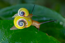 Image result for Polymixis polymita