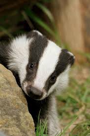 Baby Badger Susseste Haustiere Wilde Tiere Ausgestopftes Tier