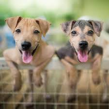 Pet & bait store in elizabeth, new jersey. Puppies News Tips Guides Glamour