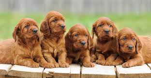 And a female should be about 45 lbs. Puppy Training Stages Ages And Stages In Your Pup S Development