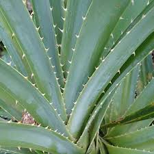 アダン Pandanus Odoratissimus
