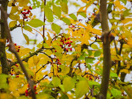 Image result for Zanthoxylum lindense