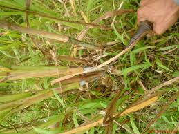 Bulu perindu rumput bujang, bahan dasar pembuatan minyak bulu perindu. Jenis Jenis Rumput Liar