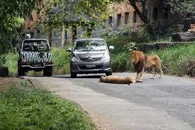 حديقة سفاري بونشاك اندونيسيا سرب للسياحة والسفر