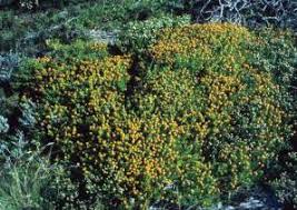 Image result for Chironia