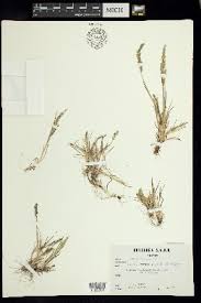 Image result for Poa binata