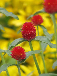 Pin On Flowers And Plants