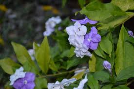 Image result for Brunfelsia australis