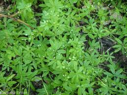 Image result for Galium bussei