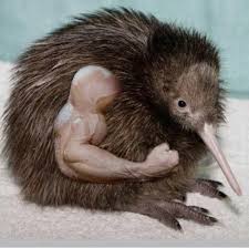 strong kiwi