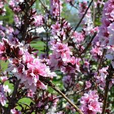 Image result for Prunus persica