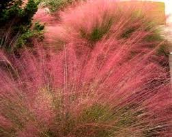Image result for Eragrostis macrochlamys