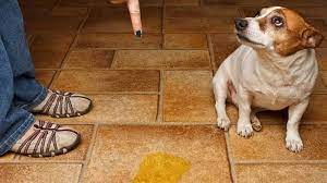 Diseases Caused By Dog Urine And Feces Cleancrispair