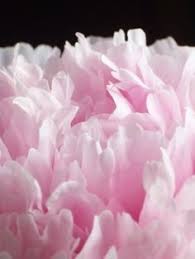 How To Grow Peonies In Australia Growing Peonies Planting Peonies Peonies