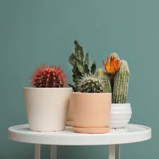 Éliminez de temps en temps la poussière qui s'accumule dans les tiges charnues avec un pinceau à. Comment Bien Entretenir Un Cactus La Routine A Adopter