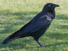 Went to summer camp w/tommy & beulah. Australian Raven Ebird