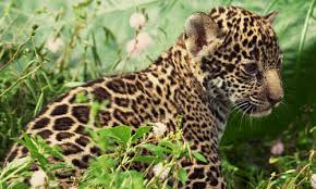 In these regions, they can be found in rainforests these predators eat a variety of animals including turtles, capybaras, tapirs and deer. Jaguar Big Cat Facts Information Pictures