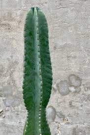 Image result for Cereus