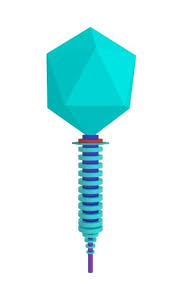 The genus also includes several unclassified viruses—including the corynephages β and ω, which infect. More Bacteriophages