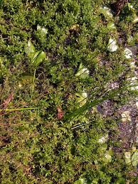 Image result for Schoenoplectiella articulata