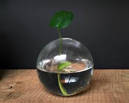 Simply take cuttings from your vines and place them in water or you can place them directly in soil. Next Stop Propagation Station Stump Curated Plants Sustainably Crafted Wares