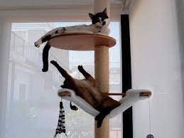 Cats best katzenstreu, rein pflanzlich, ist zu 100% biologisch abbaubar! Floor To Ceiling Cat Tree Best Picks 2021 Reviews