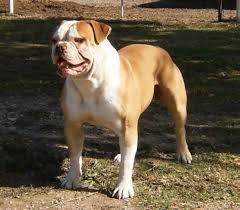 1 stunning female american bulldog. Scab S Bumpy Johnson