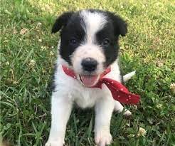 If you're not confident about training your puppy yourself, you can enroll in a 6. Puppies For Sale Near Lexington Kentucky Usa Page 1 10 Per Page Puppyfinder Com