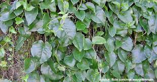 Diantaranya adalah daun, batang, buah, biji, akar dan cabai merah, bahasa latin capsicum annuum l. 20 Daftar Tanaman Obat Beserta Manfaatnya Untuk Kesehatan