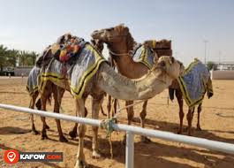 Al wathba camel racetrack 123 km. Dubai Camel Racing Club Kafow Uae Guide Kafow Uae Guide