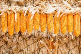Roy's calais is a northeast flint. Flint Corn