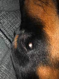 My Puppy Has A White Bump On Her Face I Noticed It On The 8th And Though Maybe It Was Acne But It S Become Slightly Bigger When I Petcoach