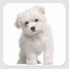 0 ответов 0 ретвитов 0 отметок «нравится». 21 My Little Snow Ideas In 2021 Maltese Puppy Cute Dogs Puppies