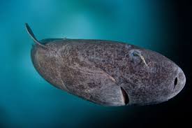 You can buy them in general food stores, pharmacies. This Greenland Shark Is Awesome But It Is Not Actually Full Of Pee The Verge
