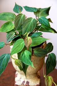 Velvet Leaf Philodendron Philodendron Micans Big Leaf Plants Philodendron Plant Plants