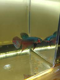 Wild Smargidina Bettas Quality Pair Super Vibrant Colors Quality Breeeding 4 06 Standard Shipping Betta Aquarium Fish For Sale Siamese Fighting Fish