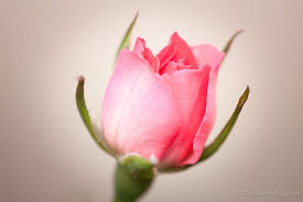 Bellezza in boccio | I boccioli di rosa mi hanno sempre affa… | Flickr