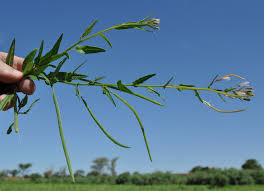 Image result for Cleome monophylla