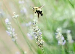 Bumble Bee Lighting On Lavender Bumble Bee Bee Photography