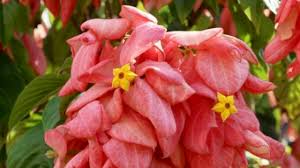 Image result for Mussaenda