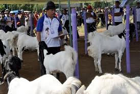 Cara menggambar dan mewarnai gambar binatang kambing untuk anak tk & paud. Peternakan Kambing Jadi Tempat Edukasi Anak Republika Online