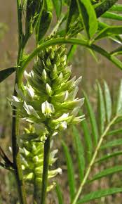 Image result for Coelorachis lepidura