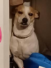 UPDATE: hes back home ☺️ Anyone missing a dog? I think his name is Twix !!'