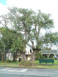 Image result for Schinus molle