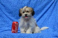 Family owned & operated with over 50 years of puppy experience! 20 Island Puppies Private Breeders Puppies For Sale Long Island Ny Ideas Puppies Puppies For Sale Breeders