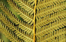 Image result for Cyathea