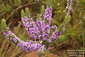 Image result for Muraltia